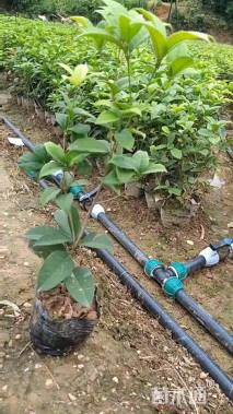 高度30厘米四季桂小苗