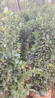 高度140厘米大叶黄杨