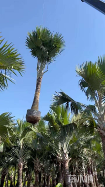 裸干高340厘米霸王棕