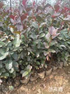 高度50厘米天鹅绒紫薇