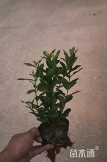 高度20厘米小叶龙船花