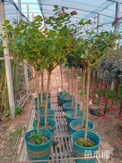 高度120厘米月季