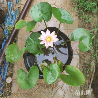 高度20厘米睡莲