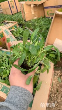 高度20厘米兰花鼠尾草