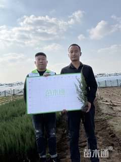 高度40厘米沙地柏