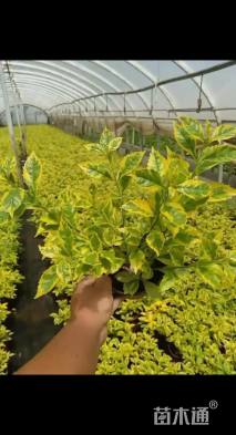 高度35厘米金叶假连翘