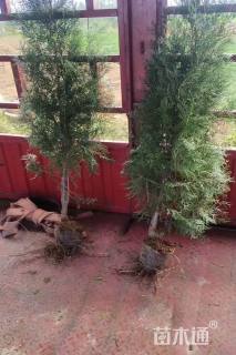 高度100厘米侧柏小苗