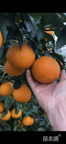 高度120厘米红美人柑桔
