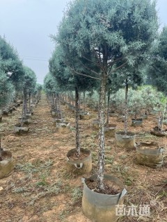 5公分蓝冰柏棒棒糖