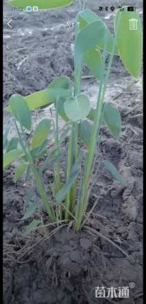 高度45厘米再力花