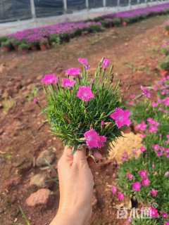 高度30厘米黄金菊