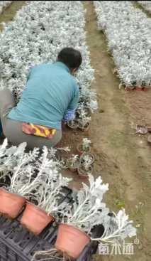 高度30厘米银叶菊