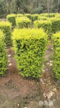 高度80厘米亮金女贞