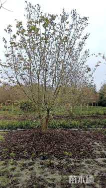 高度800厘米丛生元宝枫