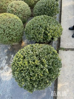 冠幅50厘米冬青球