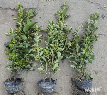 高度30厘米金边黄杨