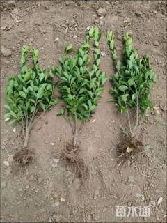 高度30厘米大叶黄杨小苗