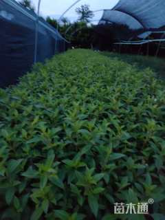 高度20厘米巴西野牡丹