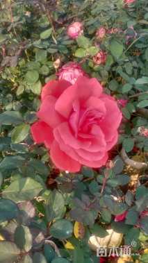 高度35厘米月季