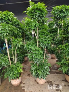 5公分海南菜豆树