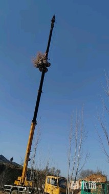 10公分龙柱碧桃