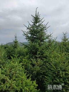 高度200厘米云杉