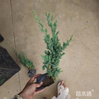 高度25厘米匍地柏