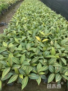 高度35厘米金脉爵床