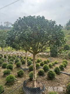 10公分无刺枸骨