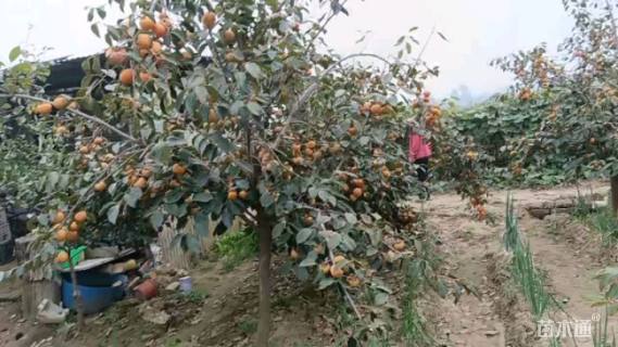 高度200厘米阳丰甜柿