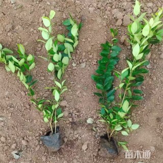 高度35厘米金森女贞小苗
