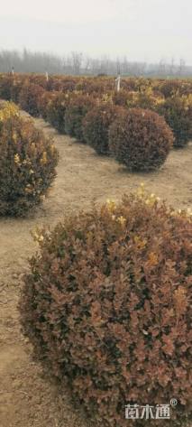 冠幅100厘米小叶黄杨球