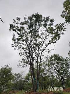 40公分(2杆)丛生黄连木