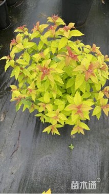 高度20厘米金焰绣线菊