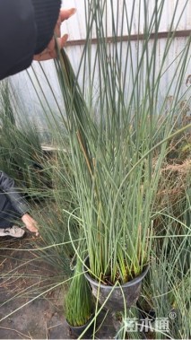 高度60厘米灯心草