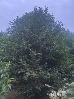 高度500厘米丛生大叶女贞