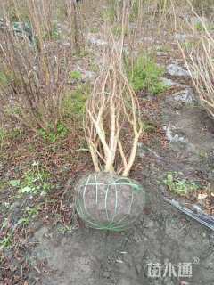 高度150厘米丛生紫薇