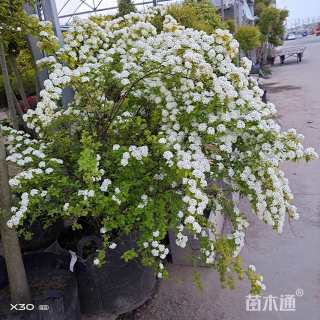 高度100厘米喷雪花