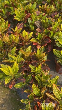 高度50厘米海南洒金榕