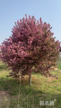 12公分亚当海棠