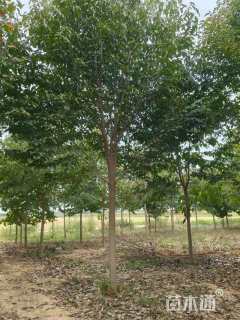 12公分二乔玉兰