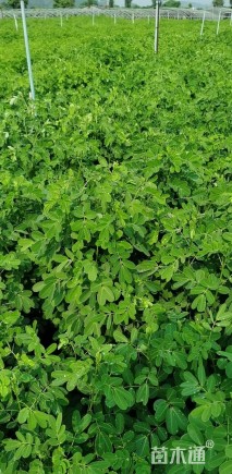 高度60厘米双荚槐