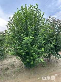 高度180厘米丛生木槿