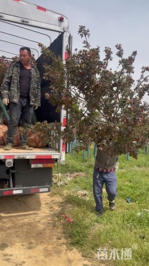 7公分高杆树状月季