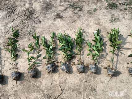 高度30厘米小叶栀子