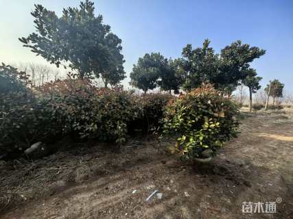 冠幅100厘米石楠球