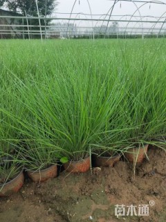 高度30厘米糖蜜草