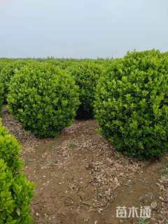 冠幅150厘米大叶黄杨球