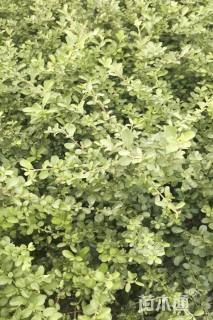 高度45厘米火棘