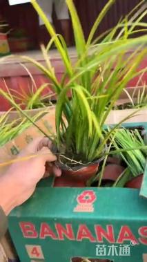 高度10厘米金叶石菖蒲